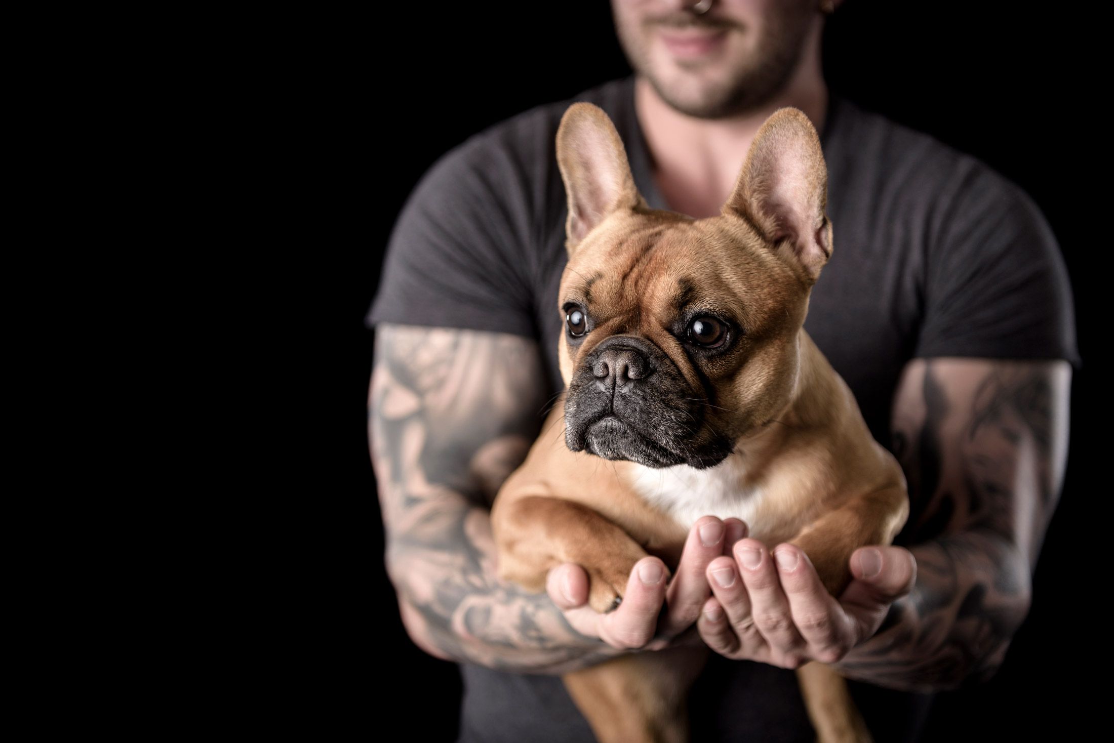 A French bulldog held in tattooed arms