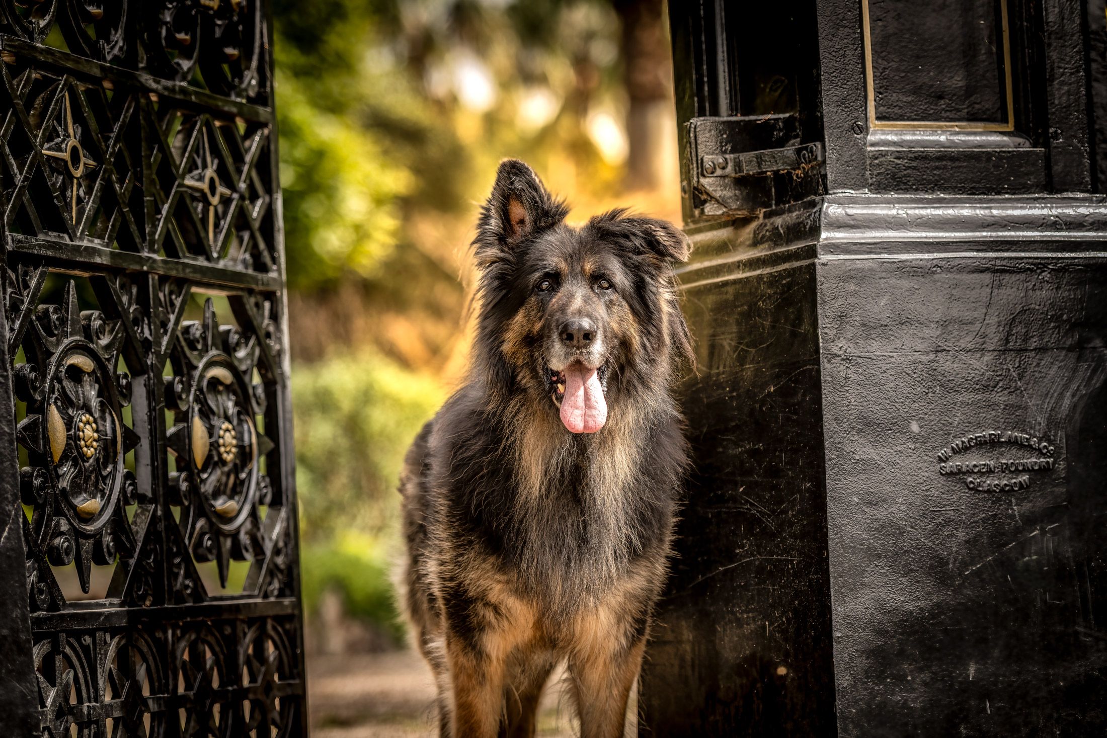 Mustang the German Shepherd, photographed for the 2024 calendar
