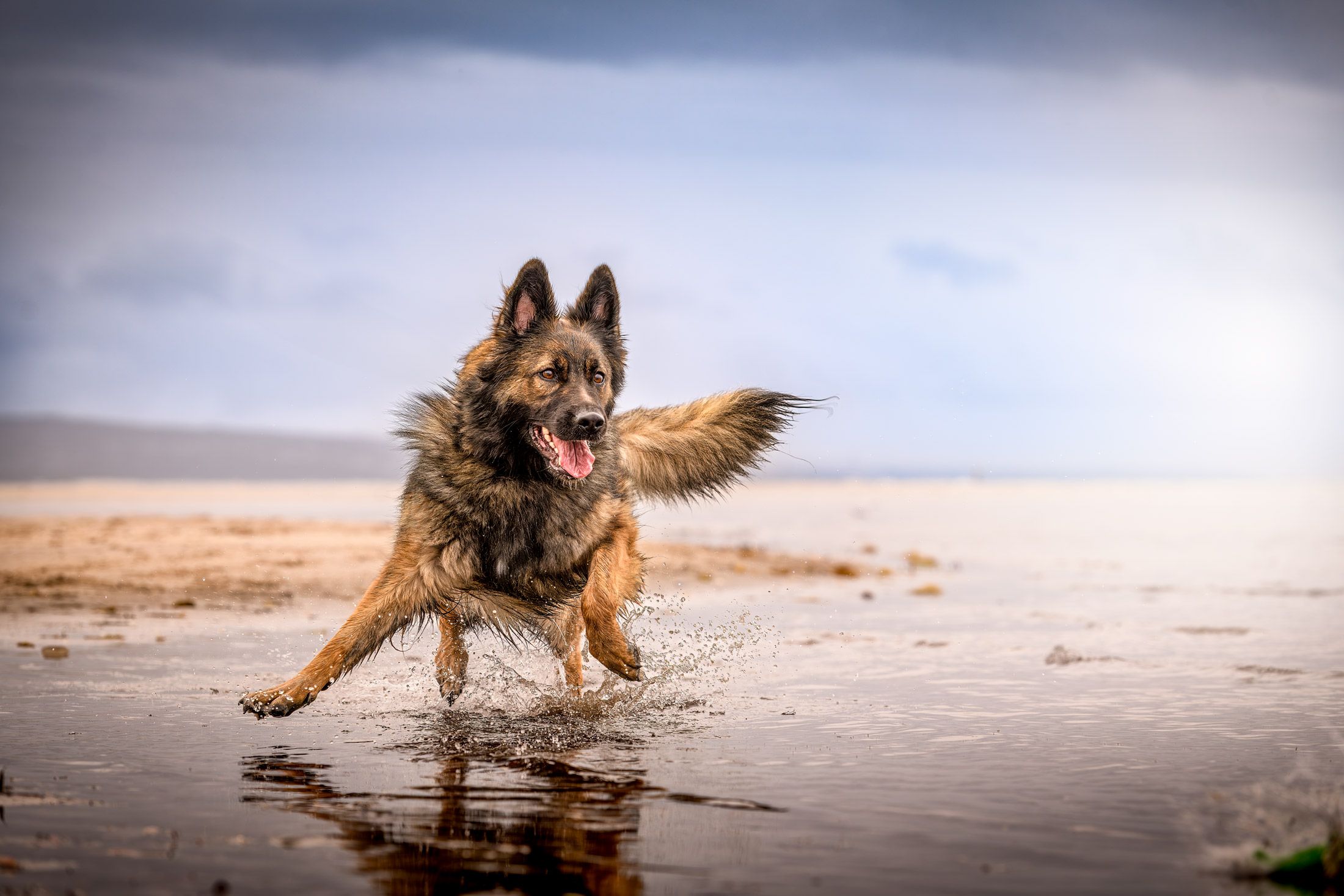 A German Shepherd running flat out along a wet beach at dawn
