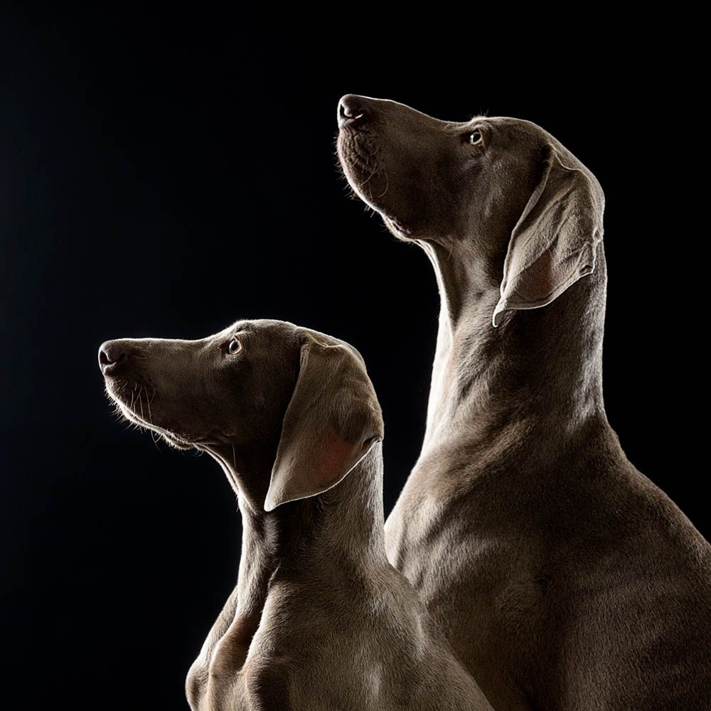 Two Weimaraners in profile against a dark studio background