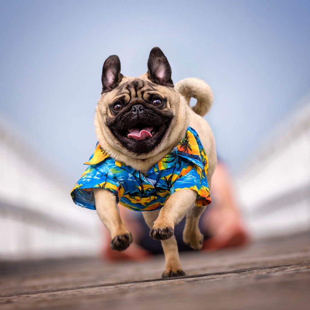 A pug in a Hawaiian shirt bounding towards the camera