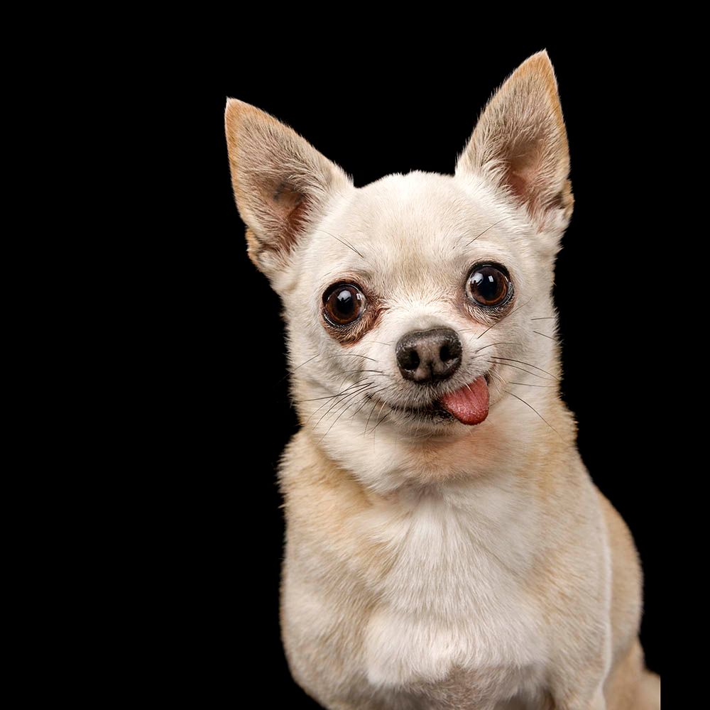 A chihuahua with its tongue out, photographed against a plain backdrop